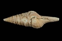 藏品(頂尖捲管螺)的圖片